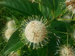 Image result for Cephalanthus