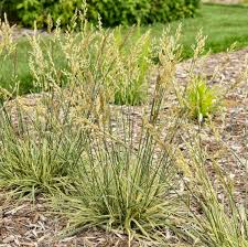 Image result for Festuca