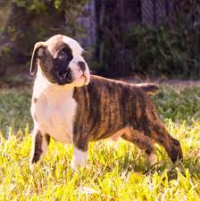 See more ideas about brindle boxer, reverse brindle boxer and boxer dogs. Penny S Boxer Puppies Home Facebook