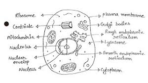 All our academic papers are written from scratch. Simplest Way Of Drawing Animal Cell Diagram How To Draw Animal Cell In Easy Way Youtube