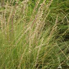 Image result for Landolphia glabra