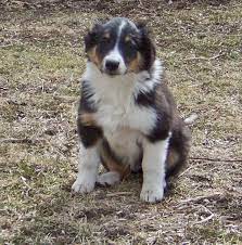 English Shepherd Puppies English Shepherd Farm Dogs Dog Prizes