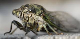 They are in the suborder auchenorrhyncha. Cicadas Are A Noisy Natural Part Of Summer