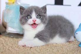 Terdapat tiga variasi ras munchkin, yang dibedakan dari panjang kakinya. Munchkin Kittens Find New Homes 60177513320 Munchkin Cat Kucing Catstagram Bsh Kitty Bengal Mainecoon Malaysia Catlovers Brunei Saya Cats Animals