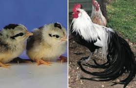 The phoenix breed was created by hugo du roi, the first president of the national german poultry association. Silver Duckwing Phoenix Horizon Acres