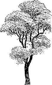 Black And White Tree Images Clip Art Free Tall Tree Clipart Black And White Clipartfox Tree Sketches Tree Silhouette Tree Doodle