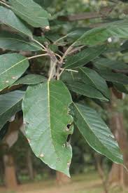 Image result for Heritiera