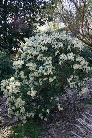 Tall shade perennial zone 5. Sunless Success 15 Great Easy To Grow Shrubs For Shade Virginia Gardener Web Articles Shade Loving Shrubs Shade Perennials Shade Tolerant Plants