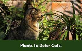 How can you deter cats from your garden. 4 Best Plants That Will Deter Cats And Keep Them Out Of Your Garden