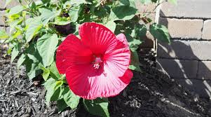 Image result for Hibiscus Red 2015 Vito