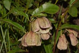 Image result for Glossostelma