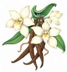 Image result for Vanilla crenulata