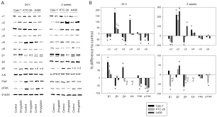 How to pronounce the word amygdaline. Amygdalin Blocks The In Vitro Adhesion And Invasion Of Renal Cell Carcinoma Cells By An Integrin Dependent Mechanism