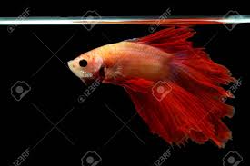 Tanto la atención al cliente, como la calidad de los. Halfmoon Betta Red Siamese Betta Fish Movement In Black Background Stock Photo Picture And Royalty Free Image Image 152082696