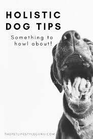 Pet Care Holistic Pet Care Holistic Dog Care Holistic Dog