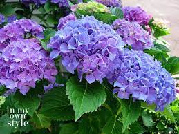 How To Turn Hydrangeas Pink Or Blue In My Own Style Hydrangea Care Hydrangea Colors Growing Hydrangeas