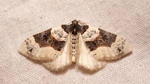 Image result for Cosmorhoe ocellata