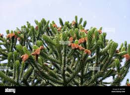 Image result for Araucariaceae