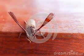 In the more than 1,500 issues published between then and. Giant Beetle Fromfrom The Tropical Part Of Bolivian Rain Forest Close Up Macro Large Tropical Beetle Species Stock Photo Beetle Rainforest Tropical