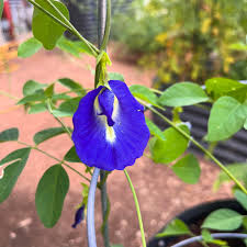 Image result for Clitoria ternatea