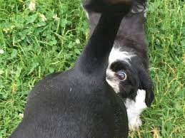 Ich habe eine jack russel hündin und würde sie gerne decken lassen. Die Laufige Hundin