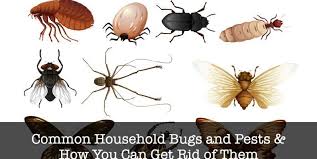 Unwanted Roommates: The 7 Most Common Household Bugs in Australia ...