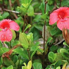 Image result for Barleria