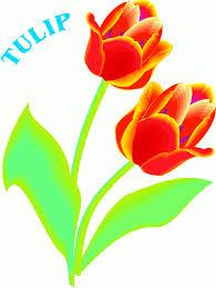Free clip art flowers tulips. Free Tulip Clip Art Pictures Clipartix