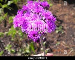 Image result for Vernonia hirsuta