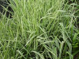 Image result for Phalaris