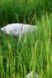 Image result for Heteropogon contortus