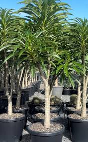 Image result for Pachycarpus firmus