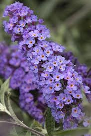Image result for buddleia davidii