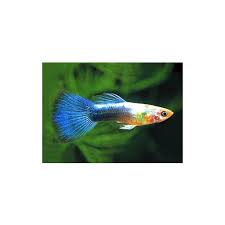 Guppy Maschio Blue Neon Poecilia Reticulata Male 3 5 Cm