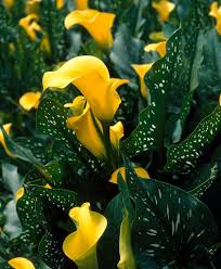 Image result for Zantedeschia