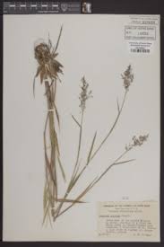 Image result for Panicum subflabellatum