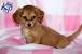 Long Haired Dachshund Pomeranian Mix