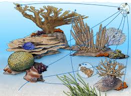 How to play the food chain game: Coral Reef Food Web National Geographic Society