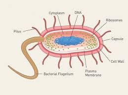 Learn about the different organelles in animal, bacteria, and plant cells! General Quiz 102 Baamboozle