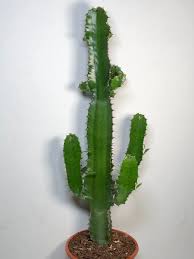 Image result for Euphorbia cataractarum