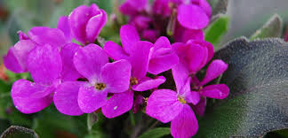 Image result for Arabis