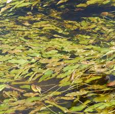 Image result for Potamogetonaceae