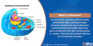 Check spelling or type a new query. Plant Vacuole Vs Animal Vacuole What Is The Difference Diffzi