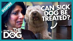 Video: Family Argue Over Dog's Compulsive and Aggressive Behavior