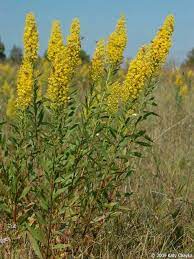 Showy Goldenrod Native Plant Landscape Goldenrod Flower Wild Flowers