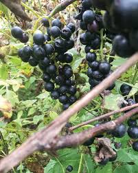 New jersey is called the garden state for a reason. Growing A Backyard Orchard In New Jersey