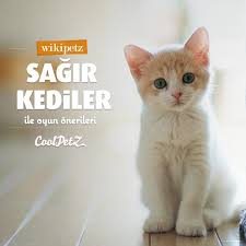 Sagirlik Ozellikle Beyaz Kediler Olmak Uzere Bircok Kedide Genetik Olarak Gorulebilen Bir Hastaliktir Sagir Olmamasina Ragmen Isitme Kaybi Yasaya Animals Cats