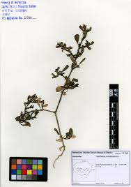 Image result for Trianthema portulacastrum
