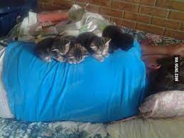 this is how i find my husband and our four new additions kitten cuddle cats and kittens kittens