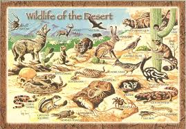 Birds Of The Southwestern Desert Wildlife In Southwestern Desert Arizona Desert Animals Wildlife Postcard